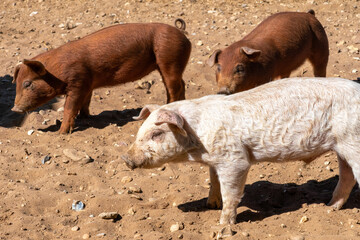 Close-up of curious piglets on a free-range farm in the Suffolk countryside, UK, captured from a low angle in bright natural sunlight, showcasing rural agriculture and animal husbandry. © Ryan