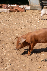 Close-up of curious piglets on a free-range farm in the Suffolk countryside, UK, captured from a low angle in bright natural sunlight, showcasing rural agriculture and animal husbandry. © Ryan