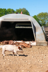 Close-up of curious piglets on a free-range farm in the Suffolk countryside, UK, captured from a low angle in bright natural sunlight, showcasing rural agriculture and animal husbandry. © Ryan
