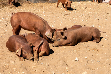Close-up of curious piglets on a free-range farm in the Suffolk countryside, UK, captured from a low angle in bright natural sunlight, showcasing rural agriculture and animal husbandry. © Ryan