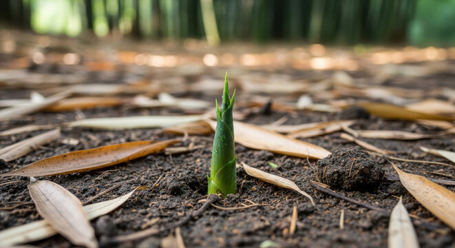 Bamboo spring with single new green shoot emerging from dark soil covered with dry leaves and surrounded by blurred background of tall bamboo stalks.