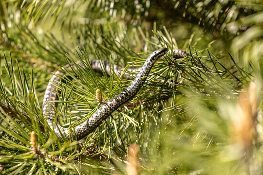 Male adder Vipera berus climbing pine branches European viper exploring tree in natural habitat
