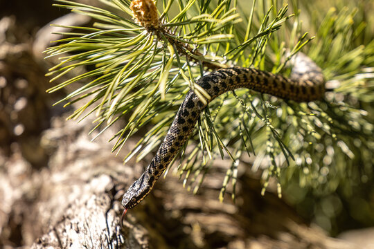 Male adder Vipera berus climbing pine branches European viper exploring tree in natural habitat