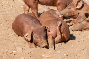 Close-up of curious piglets on a free-range farm in the Suffolk countryside, UK, captured from a low angle in bright natural sunlight, showcasing rural agriculture and animal husbandry. © Ryan