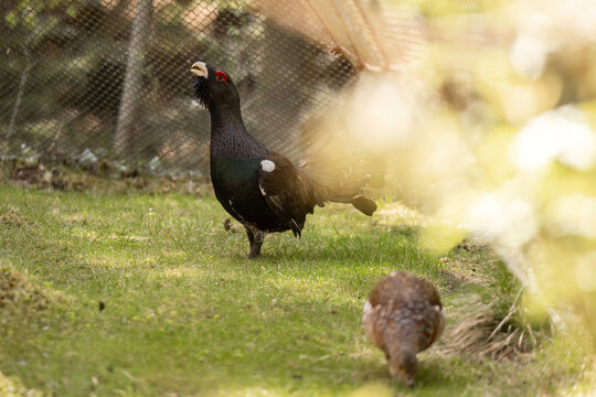 Western capercaillie Tetrao urogallus male displaying in enclosure Bavarian Forest National Park