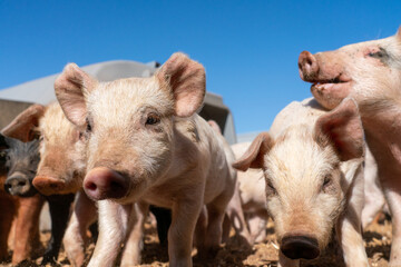 Close-up of curious piglets on a free-range farm in the Suffolk countryside, UK, captured from a low angle in bright natural sunlight, showcasing rural agriculture and animal husbandry. © Ryan