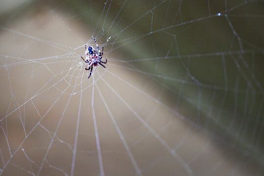 Orb Weaver Spider on Web Macro