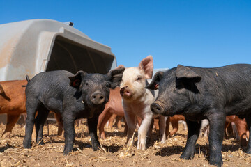 Close-up of curious piglets on a free-range farm in the Suffolk countryside, UK, captured from a low angle in bright natural sunlight, showcasing rural agriculture and animal husbandry. © Ryan