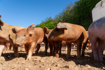 Close-up of curious piglets on a free-range farm in the Suffolk countryside, UK, captured from a low angle in bright natural sunlight, showcasing rural agriculture and animal husbandry. © Ryan