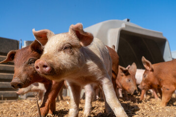 Close-up of curious piglets on a free-range farm in the Suffolk countryside, UK, captured from a low angle in bright natural sunlight, showcasing rural agriculture and animal husbandry. © Ryan