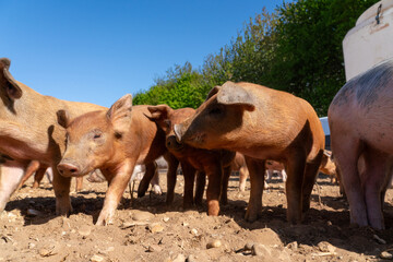 Close-up of curious piglets on a free-range farm in the Suffolk countryside, UK, captured from a low angle in bright natural sunlight, showcasing rural agriculture and animal husbandry. © Ryan