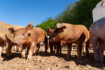 Close-up of curious piglets on a free-range farm in the Suffolk countryside, UK, captured from a low angle in bright natural sunlight, showcasing rural agriculture and animal husbandry. © Ryan