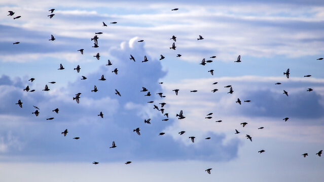 A large flock of songbirds flies over autumn fields. Greenfinch (Chloris chloris), Brambling (Fringilla montifringilla), and other small forest birds.
