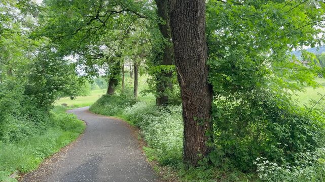 Narrow paved path winding through a lush green forest with trees and dense vegetation, peaceful natural setting, countryside landscape and outdoor travel concept.
