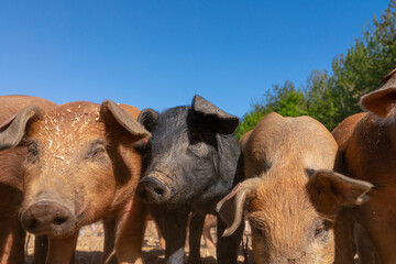 Close-up of curious piglets on a free-range farm in the Suffolk countryside, UK, captured from a low angle in bright natural sunlight, showcasing rural agriculture and animal husbandry. © Ryan