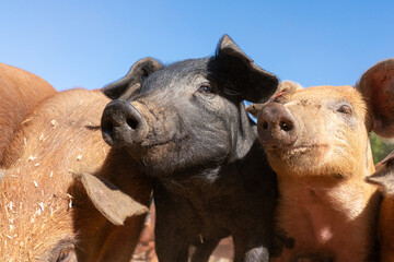 Close-up of curious piglets on a free-range farm in the Suffolk countryside, UK, captured from a low angle in bright natural sunlight, showcasing rural agriculture and animal husbandry. © Ryan