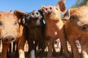 Close-up of curious piglets on a free-range farm in the Suffolk countryside, UK, captured from a low angle in bright natural sunlight, showcasing rural agriculture and animal husbandry. © Ryan