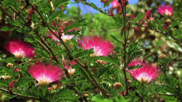 Vibrant Red Powder Puff Flower (Calliandra) Garden