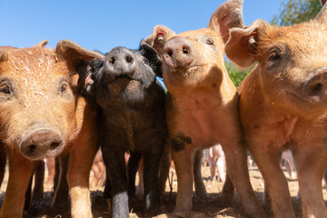 Close-up of curious piglets on a free-range farm in the Suffolk countryside, UK, captured from a low angle in bright natural sunlight, showcasing rural agriculture and animal husbandry. © Ryan