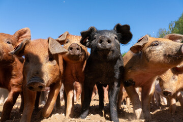 Close-up of curious piglets on a free-range farm in the Suffolk countryside, UK, captured from a low angle in bright natural sunlight, showcasing rural agriculture and animal husbandry. © Ryan