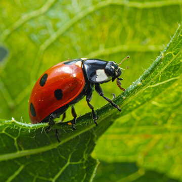 Close-up of Ladybug on a Green Leaf Macro Photography