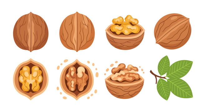 Walnut illustrations shells and nut kernels