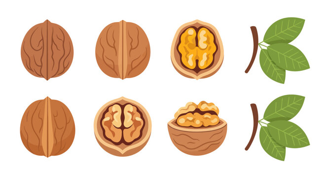Walnut illustrations shells kernels and leaves