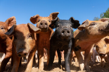 Close-up of curious piglets on a free-range farm in the Suffolk countryside, UK, captured from a low angle in bright natural sunlight, showcasing rural agriculture and animal husbandry. © Ryan