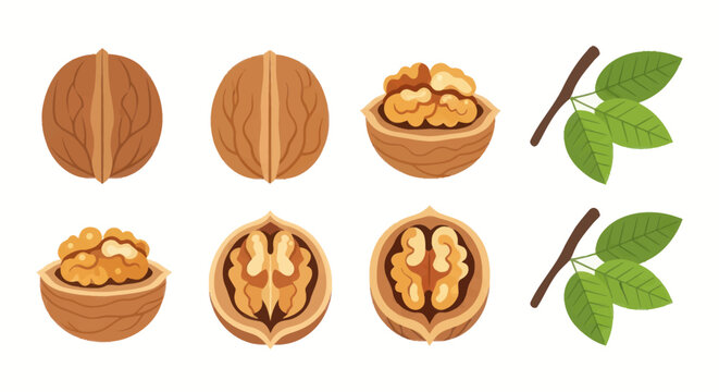 Walnuts in various stages of decomposition