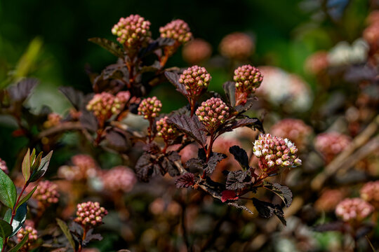 Physocarpe &agrave; feuilles d'obier
