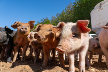 Close-up of curious piglets on a free-range farm in the Suffolk countryside, UK, captured from a low angle in bright natural sunlight, showcasing rural agriculture and animal husbandry. © Ryan