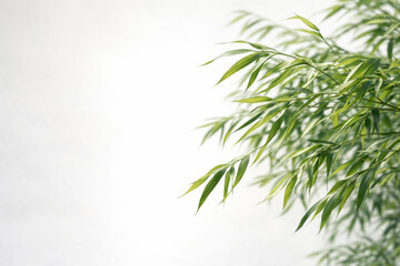 Fototapeta premium Green bamboo leaves on a light background. Space for text.