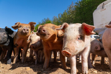 Close-up of curious piglets on a free-range farm in the Suffolk countryside, UK, captured from a low angle in bright natural sunlight, showcasing rural agriculture and animal husbandry. © Ryan