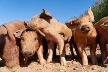 Close-up of curious piglets on a free-range farm in the Suffolk countryside, UK, captured from a low angle in bright natural sunlight, showcasing rural agriculture and animal husbandry. © Ryan