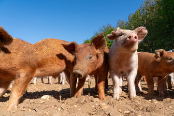 Close-up of curious piglets on a free-range farm in the Suffolk countryside, UK, captured from a low angle in bright natural sunlight, showcasing rural agriculture and animal husbandry. © Ryan