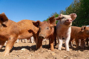 Close-up of curious piglets on a free-range farm in the Suffolk countryside, UK, captured from a low angle in bright natural sunlight, showcasing rural agriculture and animal husbandry. © Ryan
