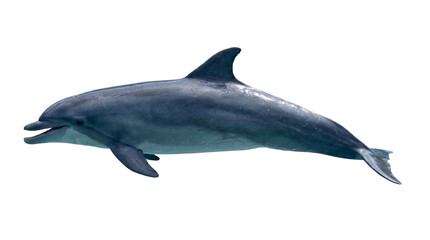 Fototapeta premium Captivating Close-up of a Dolphin Swimming in the Ocean, a Majestic Marine Mammal Gracefully Navigating the Deep Blue Waters