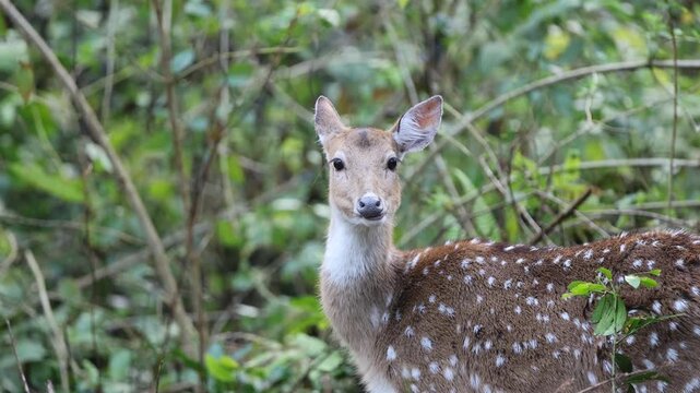 Spotted deer chital fawn close-up portrait, young female axis deer with bright white spots and large dark eyes alert at edge of lush green tropical forest, Bandhavgarh National Park India 4K