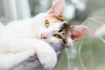cat by the window © Hayley