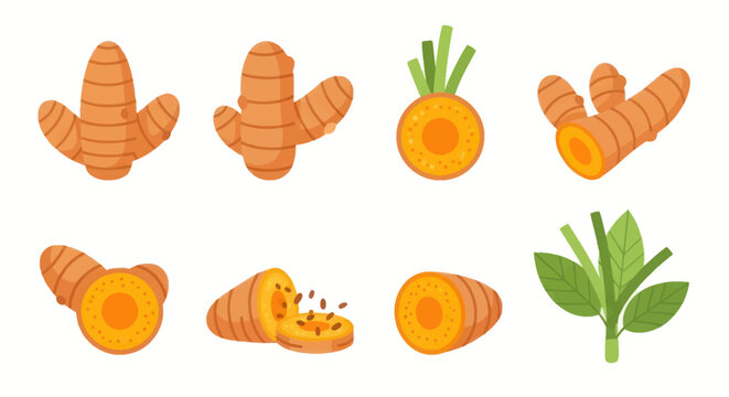 Turmeric root illustrations on white background