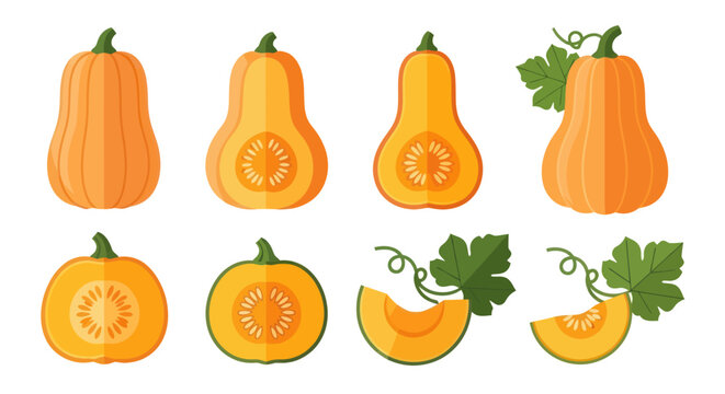 Variety of pumpkins and squash illustrations