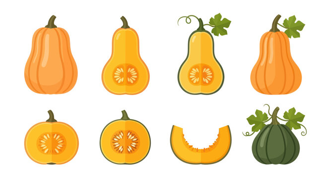 Various butternut squash illustrations