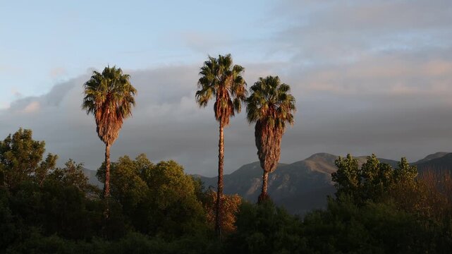 palm trees at sunset, Stanford, South Africa