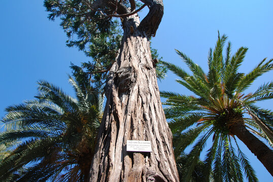 Alberi in uno dei parchi di Nervi a Genova, Liguria, Italia.