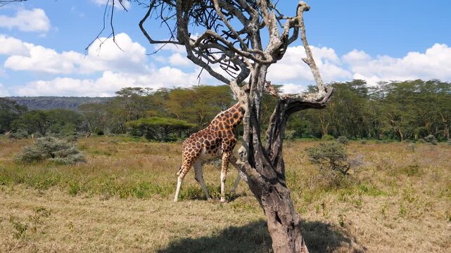 Wild giraffe walking gracefully across wild african savanna, joining herd of other giraffes and zebras under sunny sky. Against acacias trees and bush on hilly landscapes of africa reservation