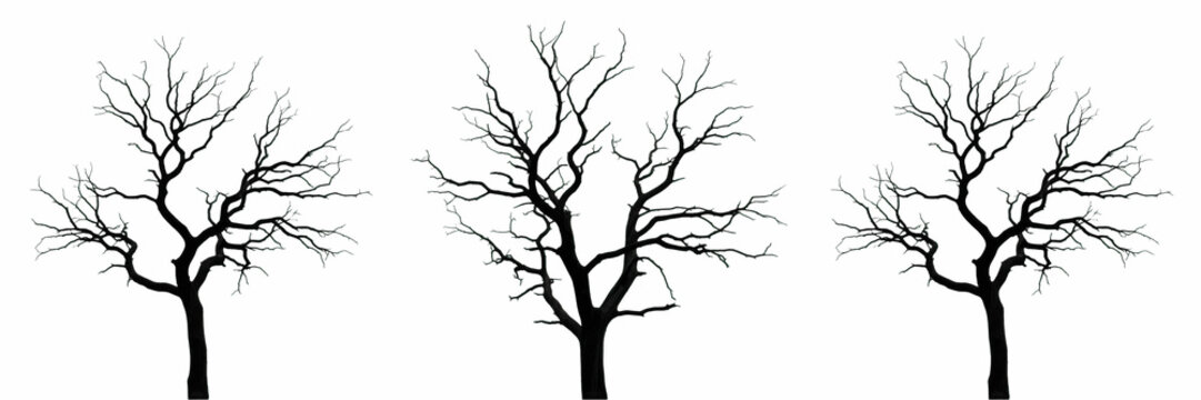 Stark Dead Winter Tree without Leaves Isolated PNG, Nature Forest Wildlife Element for Scary Horror and Mystery Design.