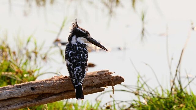 pied kingfisher, Ceryle rudis, on lookout 279
