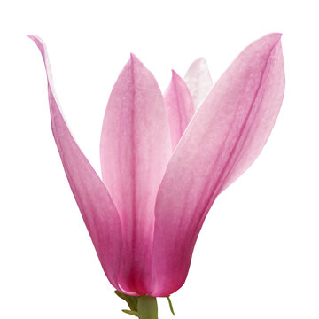 pink flower primrose magnolia isolated on white background
