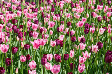 Fototapeta premium field of tulips