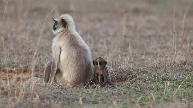 Gray Hanuman langur monkey mother sitting in dry savannah meadow with tiny newborn baby beside her at golden hour, primate family, Bandhavgarh National Park India, 4K UHD wildlife footage